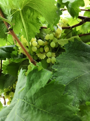 赤峰浩森采摘園地址電話號碼-第1張圖片