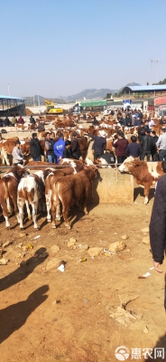 赤峰市牛架子飯店電話號碼-第1張圖片