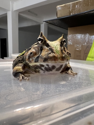 赤峰賣角蛙的地方電話號碼-第1張圖片