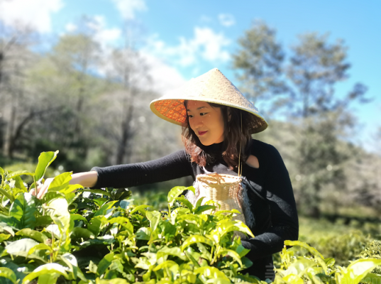 赤峰茗雅茶園電話多少號-第1張圖片