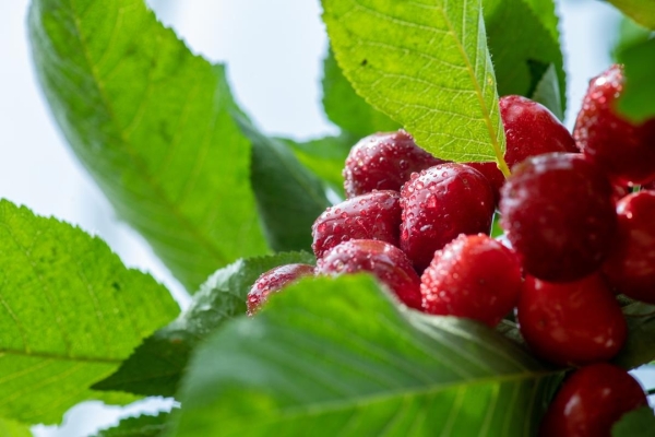 赤峰紅山區(qū)配送水果電話號(hào)碼-第1張圖片