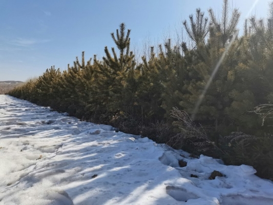 赤峰求購樟子松樹電話號(hào)碼多少-第1張圖片