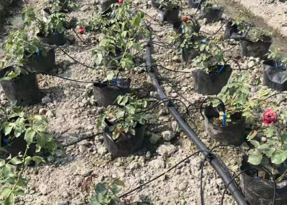 赤峰拉水車滴灌廠家電話號碼-第1張圖片