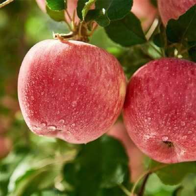 赤峰糖心蘋果采摘園電話號碼-第1張圖片