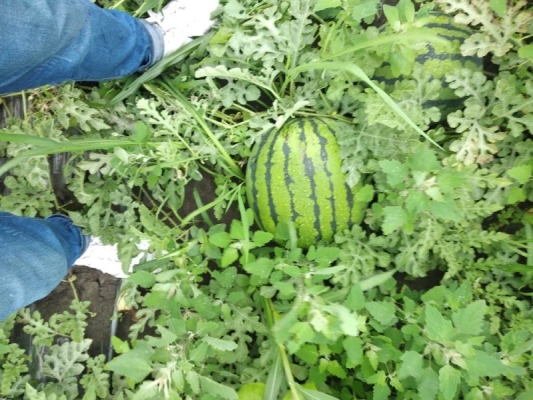 赤峰黑水西瓜園電話多少號-第1張圖片