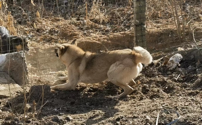 赤峰刺激寵物美容店電話號(hào)碼-第1張圖片