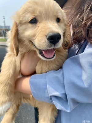 赤峰金毛售賣地址電話號碼-第1張圖片