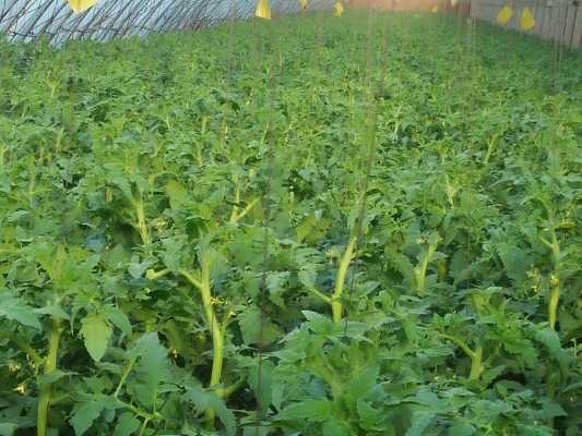 赤峰寧城觀光采摘園電話號碼-第1張圖片