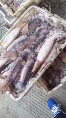 赤峰凍品魷魚批發(fā)電話號(hào)碼-第1張圖片