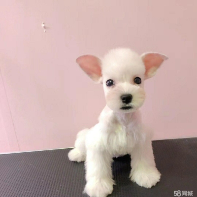 赤峰匠心犬舍電話號碼查詢-第1張圖片