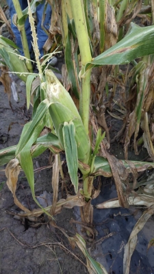 赤峰收購(gòu)全珠玉米電話(huà)地址是多少-第1張圖片