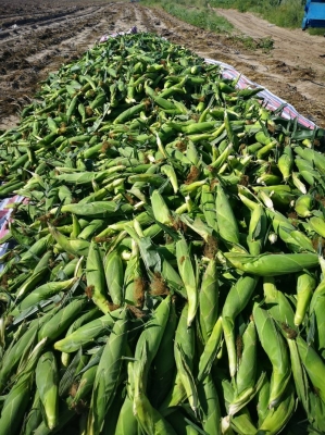 赤峰甜玉米招商電話是多少號-第1張圖片