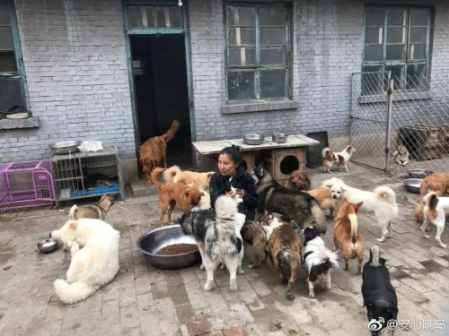 赤峰狗狗收養(yǎng)中心地址電話號碼-第1張圖片