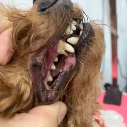 赤峰小妮寵物店電話號碼-第1張圖片