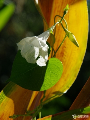 赤峰黑心代駕電話號碼多少-第1張圖片