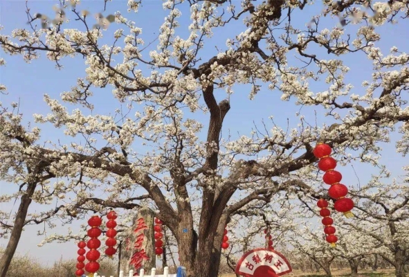 赤峰西八鄉(xiāng)拼車電話號(hào)碼-第1張圖片