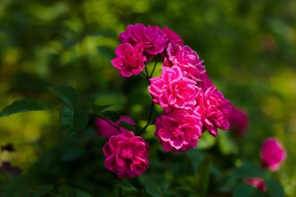 赤峰文忠花卉市場電話號碼-第1張圖片