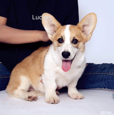 赤峰柯基繁殖中心電話號(hào)碼-第1張圖片