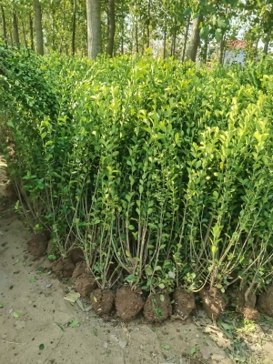 遼寧桃葉衛(wèi)矛樹-第1張圖片