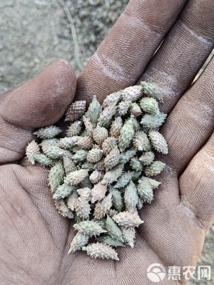 赤峰蒼耳收購電話地址是多少號(hào)-第1張圖片