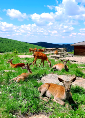 赤峰雙通駕校催教練電話號碼-第1張圖片