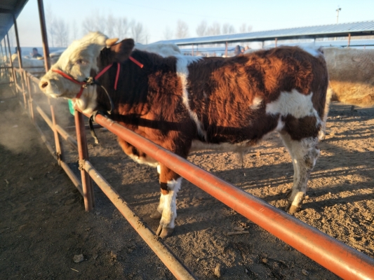 赤峰牛馬驢市場地址電話號碼-第1張圖片