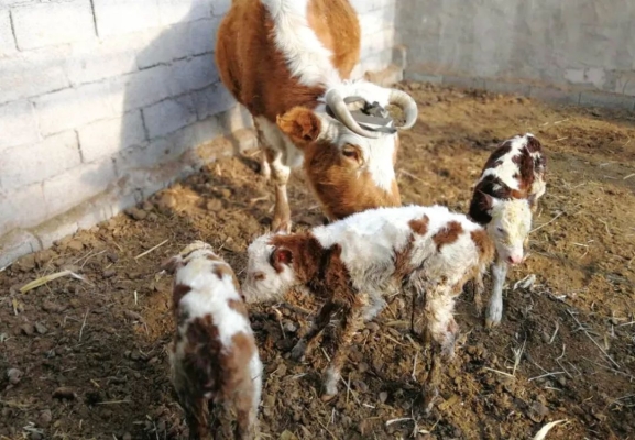 赤峰買牛犢電話號碼查詢地址-第1張圖片