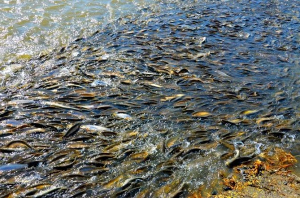 赤峰小平水產店電話號碼查詢-第1張圖片