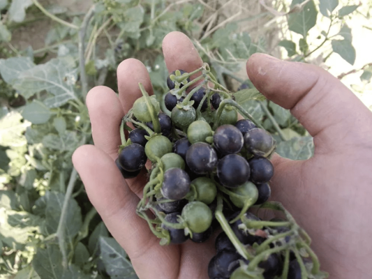 赤峰龍葵小院訂餐電話(huà)號(hào)碼查詢(xún)-第1張圖片