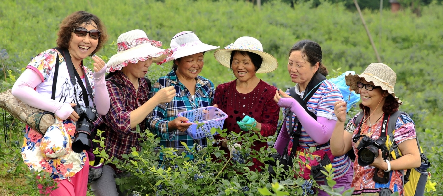 赤峰采摘園藍(lán)莓電話號(hào)碼查詢-第1張圖片