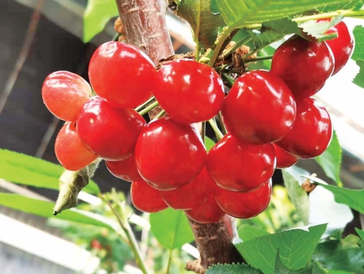 赤峰附近收樹枝電話號碼是多少-第1張圖片