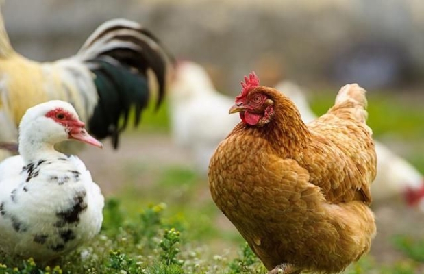 赤峰自家散養(yǎng)雞場電話號碼-第1張圖片