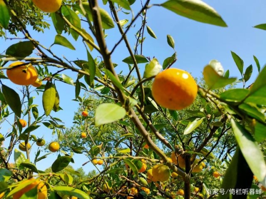 赤峰煦誠水果基地電話號碼-第1張圖片