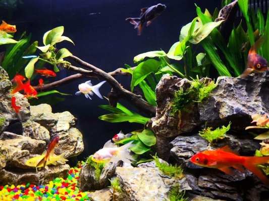 赤峰摩爾城水族館電話號碼-第1張圖片