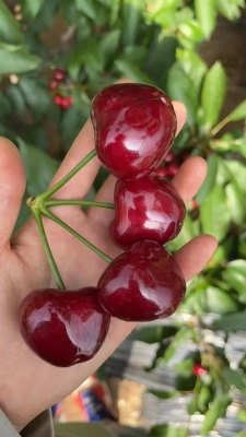 赤峰生鮮團(tuán)購(gòu)櫻桃店電話(huà)號(hào)碼-第1張圖片