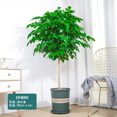 赤峰綠植送貨上門(mén)電話(huà)號(hào)碼-第1張圖片