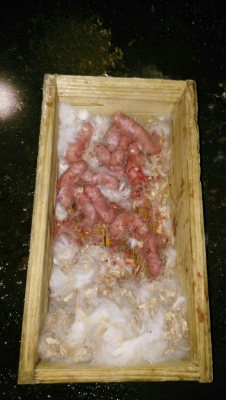 赤峰市種兔廠電話地址查詢-第1張圖片