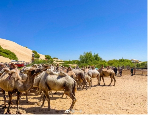赤峰駱駝玩具廠地址電話號碼-第1張圖片