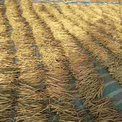 赤峰防風(fēng)種植戶電話多少號(hào)-第1張圖片