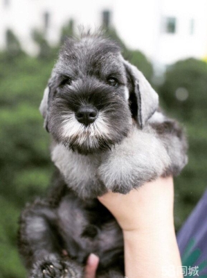 赤峰正規(guī)狗舍電話號碼多少-第1張圖片