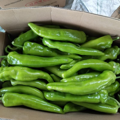 赤峰辣椒膜廠家聯(lián)系電話號碼-第1張圖片