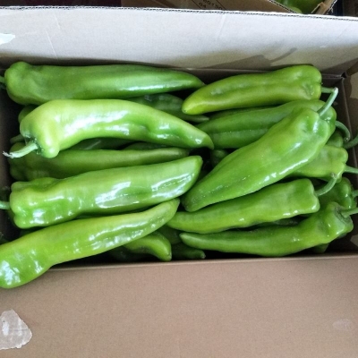 赤峰大棚辣椒基地電話號(hào)碼-第1張圖片