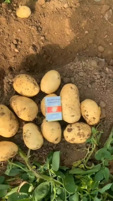 赤峰土豆基地電話號(hào)碼查詢(xún)-第1張圖片