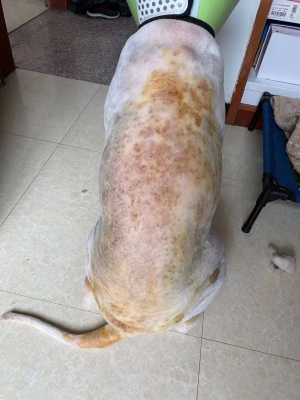 赤峰寵物上門(mén)打針電話(huà)是多少號(hào)-第1張圖片