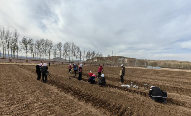 赤峰小麥主產(chǎn)區(qū)-第1張圖片