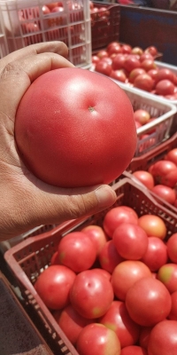 赤峰蔬菜販子電話號碼查詢-第1張圖片