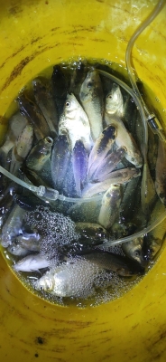 赤峰古玩城漁具電話地址查詢-第1張圖片