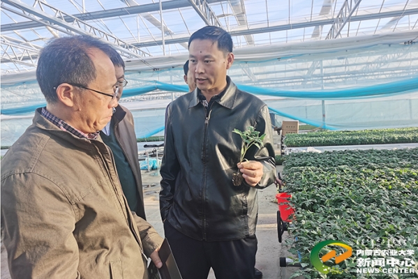 赤峰蔬菜育苗公司地址電話號碼-第1張圖片