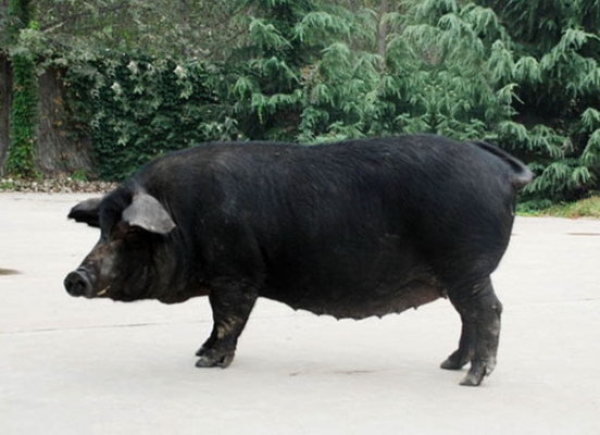 赤峰市出售豬苗信息電話號碼-第1張圖片