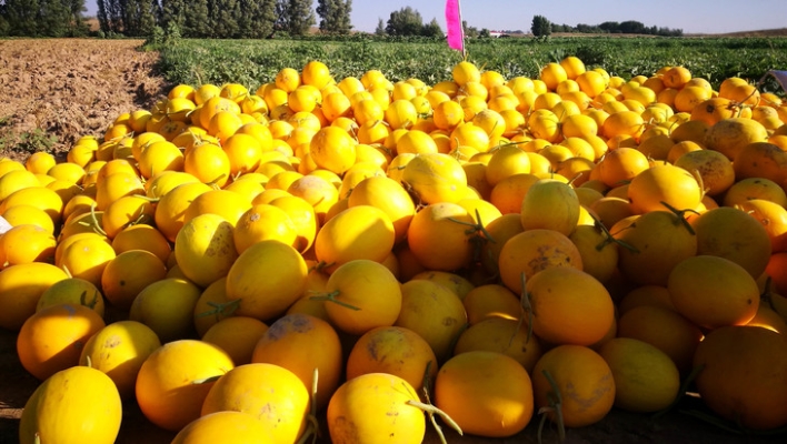 內(nèi)蒙古赤峰打農(nóng)藥電話號碼-第1張圖片